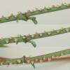 Ricania speculum